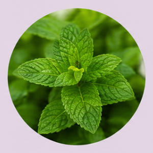 Menthe verte